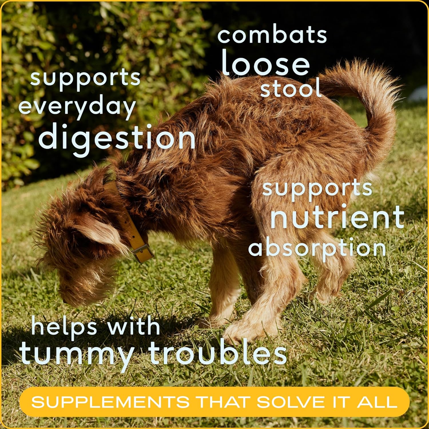 Native Pet Pumpkin for Dogs - Organic Powder Pumpkin Puree Dog Food Toppers-Rich in Fiber Supplement Powder Helps with Digestion, Nutrient Absorption, Diarrhea, Constipation & Upset Stomach-120 Scoops