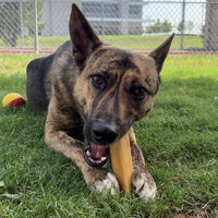 Mighty Paw Yak Cheese Dog Chews: All-Natural Treats for Your Pup